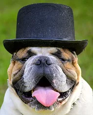 Bouledogue, Chapeau, Face, Vue, Portrait